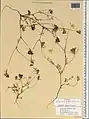 Daucus littoralis • هویج ساحلی خزری