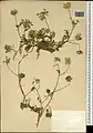 Daucus littoralis • هویج ساحلی خزری