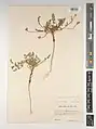 Daucus littoralis • هویج ساحلی خزری