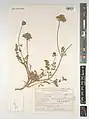 Daucus littoralis • هویج ساحلی خزری