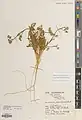 Daucus littoralis • هویج ساحلی خزری