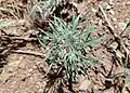 Ceratocarpus arenarius • بادبر (گونه)