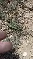 Ceratocarpus arenarius • بادبر (گونه)
