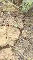 Ceratocarpus arenarius • بادبر (گونه)