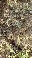 Ceratocarpus arenarius • بادبر (گونه)