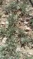 Ceratocarpus arenarius • بادبر (گونه)