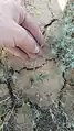 Ceratocarpus arenarius • بادبر (گونه)