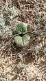 Ceratocarpus arenarius • بادبر (گونه)