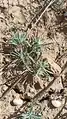 Ceratocarpus arenarius • بادبر (گونه)