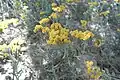Achillea wilhelmsii • بومادران (گیاه)