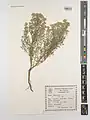 Achillea wilhelmsii • بومادران (گیاه)