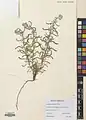 Achillea wilhelmsii • بومادران (گیاه)