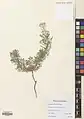 Achillea wilhelmsii • بومادران (گیاه)