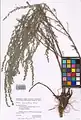 Artemisia marschalliana • درمنه ارسبارانی