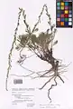 Artemisia marschalliana • درمنه ارسبارانی