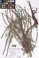 Artemisia marschalliana • درمنه ارسبارانی