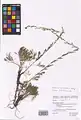 Artemisia marschalliana • درمنه ارسبارانی