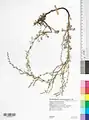 Artemisia marschalliana • درمنه ارسبارانی