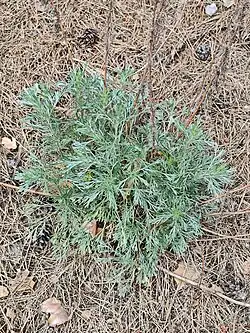 Artemisia marschalliana • درمنه ارسبارانی