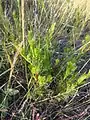 Artemisia marschalliana • درمنه ارسبارانی