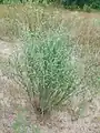 Artemisia marschalliana • درمنه ارسبارانی