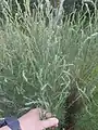 Artemisia marschalliana • درمنه ارسبارانی