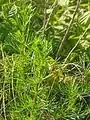 Artemisia marschalliana • درمنه ارسبارانی