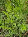 Artemisia marschalliana • درمنه ارسبارانی