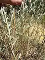 Artemisia marschalliana • درمنه ارسبارانی