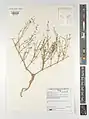 Fagonia indica • اسفندرومی گل‌ریز
