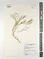Fagonia indica • اسفندرومی گل‌ریز