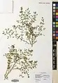 Fagonia indica • اسفندرومی گل‌ریز