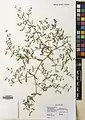 Fagonia indica • اسفندرومی گل‌ریز