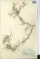 Calligonum leucocladum • اسکنبیل خراسانی