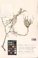 Calligonum leucocladum • اسکنبیل خراسانی