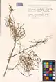 Calligonum leucocladum • اسکنبیل خراسانی
