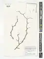 Calligonum leucocladum • اسکنبیل خراسانی