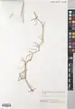 Calligonum leucocladum • اسکنبیل خراسانی