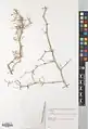 Calligonum leucocladum • اسکنبیل خراسانی