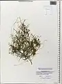 Cuscuta australis • سس سیسیلی