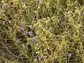 Cuscuta australis • سس سیسیلی