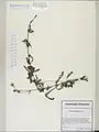 Cuscuta australis • سس سیسیلی