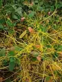 Cuscuta australis • سس سیسیلی