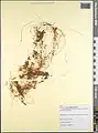 Cuscuta australis • سس سیسیلی