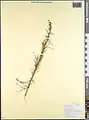 Cuscuta australis • سس سیسیلی