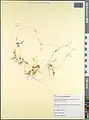 Cuscuta australis • سس سیسیلی