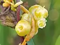 Cuscuta australis • سس سیسیلی