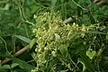 Cuscuta australis • سس سیسیلی