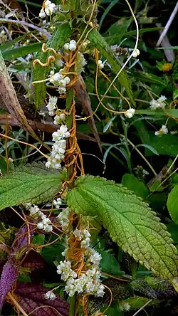 Cuscuta australis • سس سیسیلی