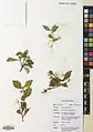 Cuscuta australis • سس سیسیلی